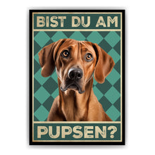 Laden Sie das Bild in den Galerie-Viewer, Rhodesian Ridgeback - Bist du am Pupsen? Hunde Poster Badezimmer Gästebad Wandbild Klo Toilette Dekoration Lustiges Gäste-WC Bild DIN A4