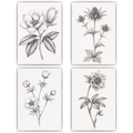 Botanische Poster 4er Set Schwarz Weiß Blumen Vintage Wandbilder