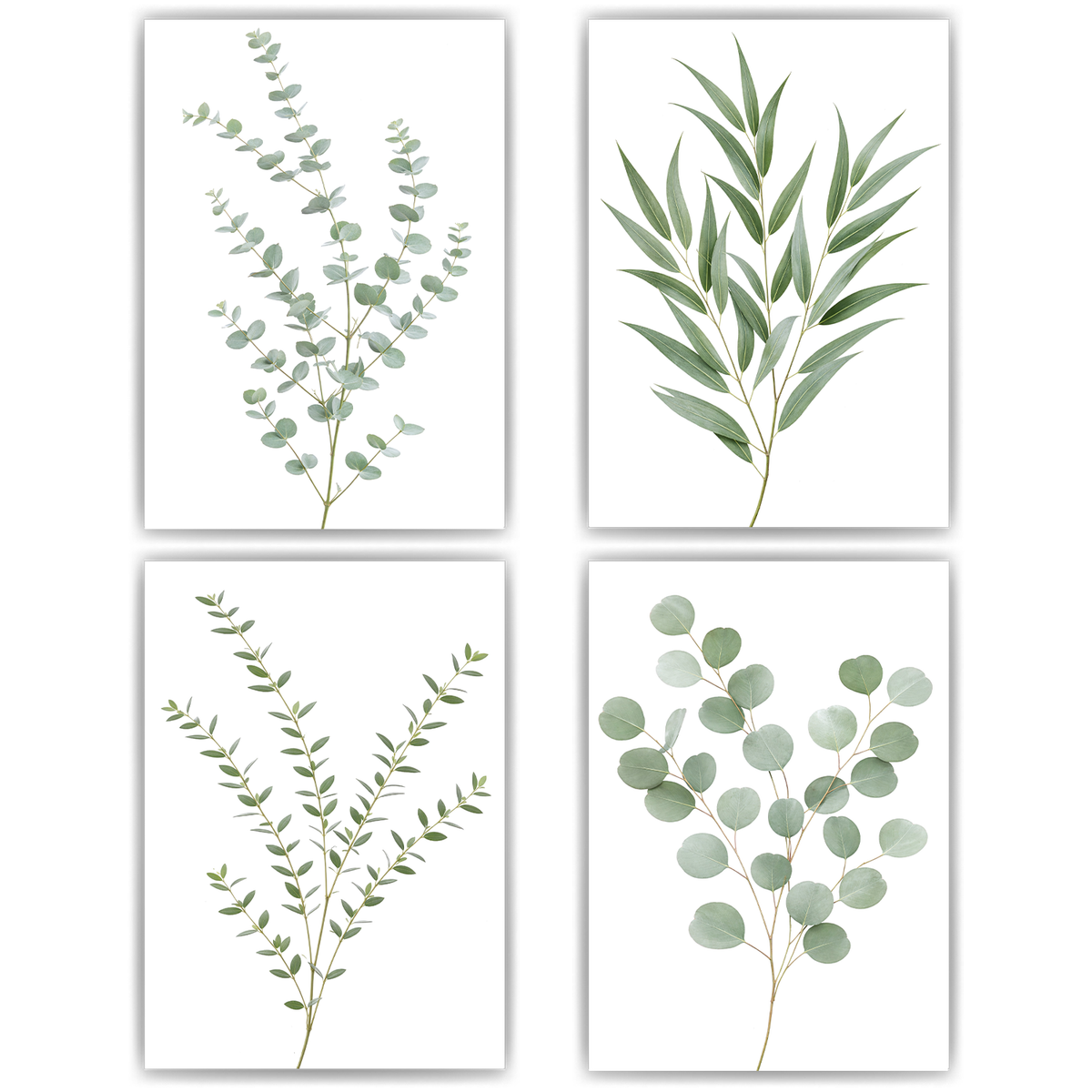 Eukalyptus Poster 4er Set Botanische Wandbilder Salbeigrün Modern